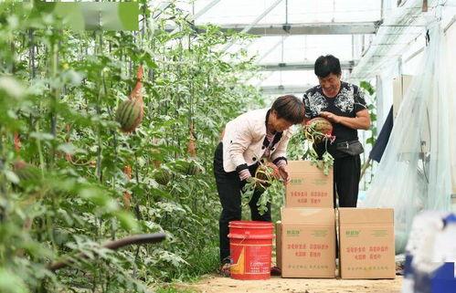 新瓜最新爆料河北,揭秘背后惊人真相