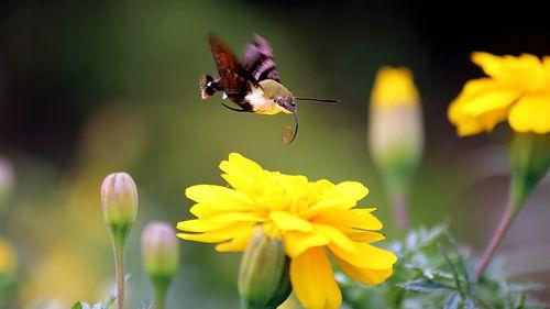 在线观看蜂鸟,空中舞者,自然界的奇迹之旅 第2张 在线观看蜂鸟,空中舞者,自然界的奇迹之旅 第2张