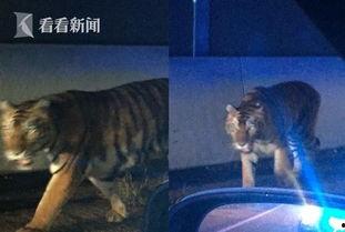 最新爆料斩虎事件视频大全,揭秘最新爆料事件视频大全  第3张
